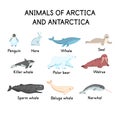 Animals of the arctica and antarctica on a white background.Flat cartoon illustration for kids